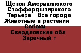 Щенок Американского Стаффордштирского Терьера - Все города Животные и растения » Собаки   . Свердловская обл.,Заречный г.
